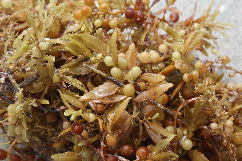 Sargasso Sargassum Grass Epidemic at the Beaches