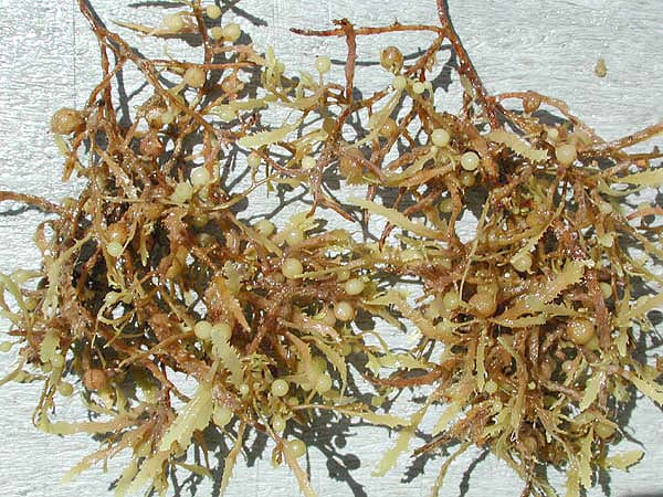 sargasso weeds closeup